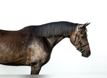 Ungarisches Sportpferd, Stute, 6 Jahre, 160 cm, Dunkelfuchs