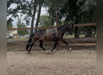 Ungarisches Sportpferd, Stute, 6 Jahre, 160 cm, Rotbrauner