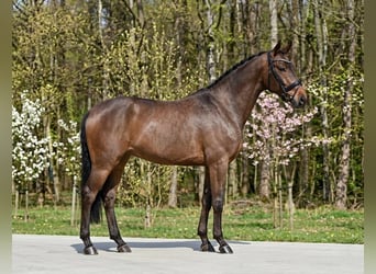 Ungarisches Sportpferd, Stute, 6 Jahre, 160 cm, Rotbrauner
