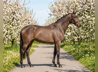 Ungarisches Sportpferd, Stute, 6 Jahre, 160 cm, Rotbrauner