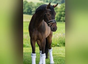 Ungarisches Sportpferd, Stute, 6 Jahre, 160 cm, Rotbrauner