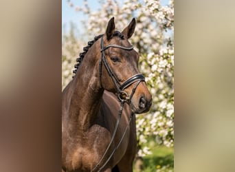 Ungarisches Sportpferd, Stute, 6 Jahre, 160 cm, Rotbrauner