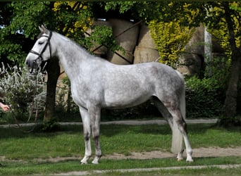 Ungarisches Sportpferd, Stute, 6 Jahre, 162 cm, Schimmel
