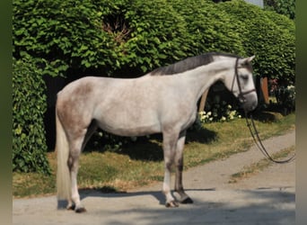 Ungarisches Sportpferd, Stute, 6 Jahre, 162 cm, Schimmel