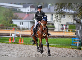 Ungarisches Sportpferd, Stute, 6 Jahre, 164 cm, Brauner