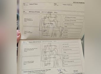Ungarisches Sportpferd, Stute, 6 Jahre, 165 cm, Fuchs