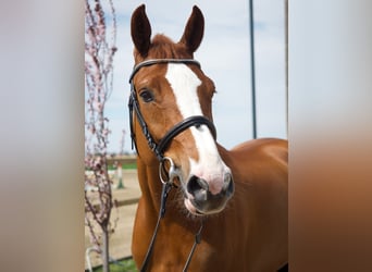 Ungarisches Sportpferd, Stute, 6 Jahre, 168 cm, Dunkelfuchs