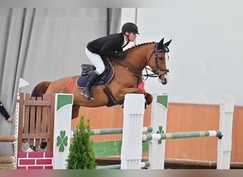 Ungarisches Sportpferd, Stute, 6 Jahre, 168 cm, Dunkelfuchs