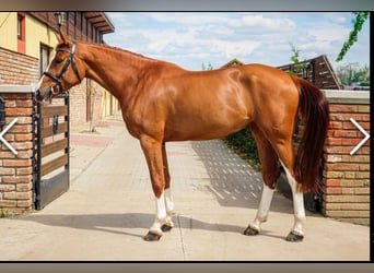 Ungarisches Sportpferd, Stute, 6 Jahre, 168 cm, Dunkelfuchs