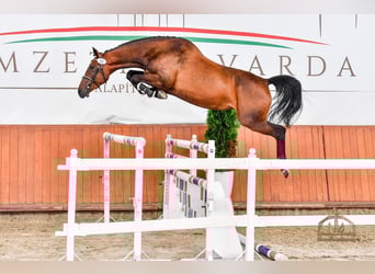 Ungarisches Sportpferd, Stute, 6 Jahre, 168 cm, Rotbrauner
