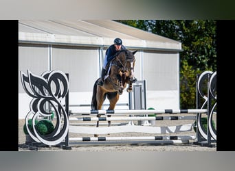 Ungarisches Sportpferd, Stute, 6 Jahre, 168 cm, Rotbrauner