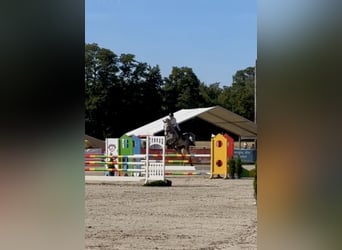 Ungarisches Sportpferd, Stute, 6 Jahre, 169 cm, Apfelschimmel