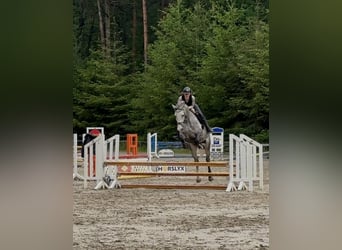Ungarisches Sportpferd, Stute, 6 Jahre, 169 cm, Apfelschimmel