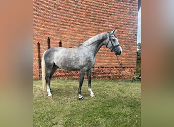 Ungarisches Sportpferd, Stute, 6 Jahre, 170 cm, Apfelschimmel