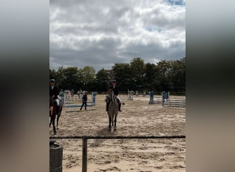 Ungarisches Sportpferd, Stute, 6 Jahre, 170 cm, Apfelschimmel