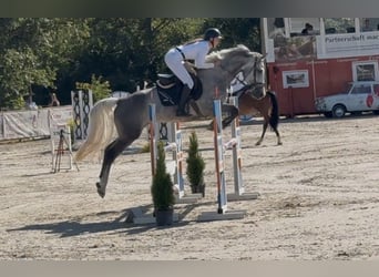 Ungarisches Sportpferd, Stute, 6 Jahre, 170 cm, Apfelschimmel