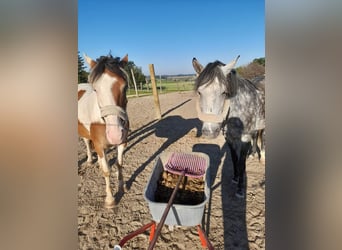 Ungarisches Sportpferd Mix, Stute, 7 Jahre, 145 cm