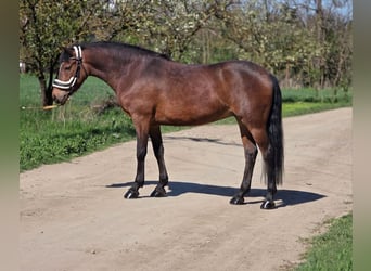 Ungarisches Sportpferd Mix, Stute, 7 Jahre, 150 cm, Brauner
