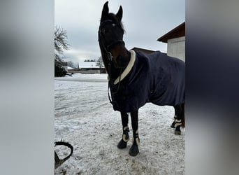 Ungarisches Sportpferd, Stute, 7 Jahre, 150 cm, Dunkelbrauner