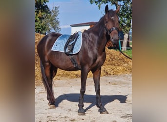 Ungarisches Sportpferd, Stute, 7 Jahre, 150 cm, Dunkelbrauner