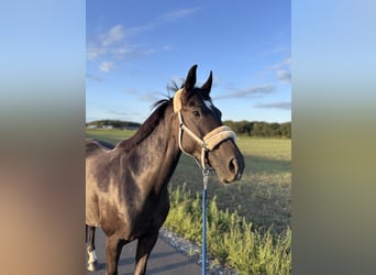 Ungarisches Sportpferd, Stute, 7 Jahre, 160 cm, Rappe