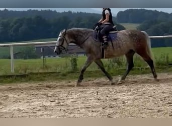 Ungarisches Sportpferd, Stute, 7 Jahre, 160 cm, Schimmel