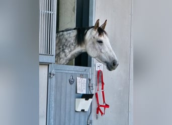 Ungarisches Sportpferd, Stute, 7 Jahre, 160 cm, Schimmel