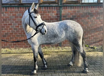 Ungarisches Sportpferd, Stute, 7 Jahre, 162 cm, Schimmel