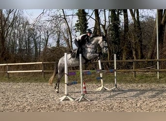 Ungarisches Sportpferd, Stute, 7 Jahre, 162 cm, Schimmel