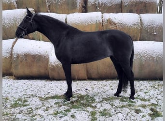 Ungarisches Sportpferd, Stute, 7 Jahre, 163 cm, Rappe