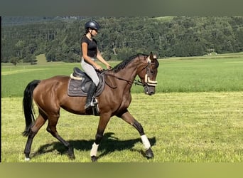 Ungarisches Sportpferd, Stute, 7 Jahre, 164 cm, Brauner