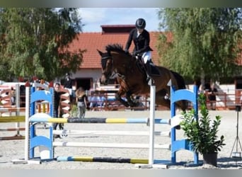 Ungarisches Sportpferd Mix, Stute, 7 Jahre, 167 cm, Rotbrauner