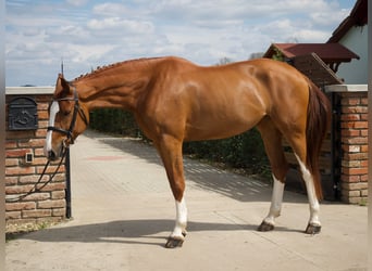 Ungarisches Sportpferd, Stute, 7 Jahre, 168 cm, Dunkelfuchs