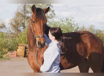 Ungarisches Sportpferd, Stute, 7 Jahre, 168 cm, Rotbrauner
