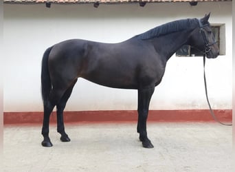 Ungarisches Sportpferd, Stute, 7 Jahre, 169 cm, Brauner