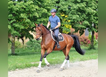 Ungarisches Sportpferd, Stute, 7 Jahre, 172 cm, Brauner