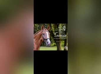 Ungarisches Sportpferd, Stute, 7 Jahre, 173 cm, Fuchs