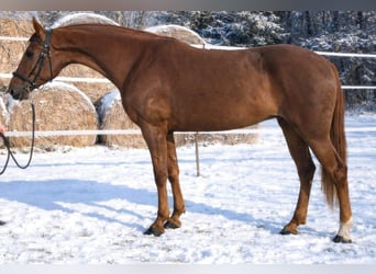 Ungarisches Sportpferd Mix, Stute, 7 Jahre, 174 cm, Fuchs