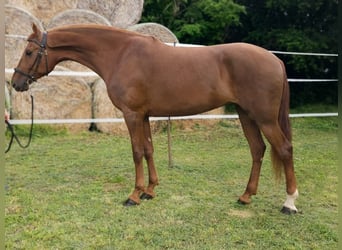 Ungarisches Sportpferd Mix, Stute, 7 Jahre, 175 cm, Fuchs