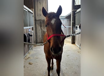 Ungarisches Sportpferd, Stute, 8 Jahre, 148 cm