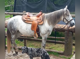 Ungarisches Sportpferd, Stute, 8 Jahre, 148 cm, Schimmel