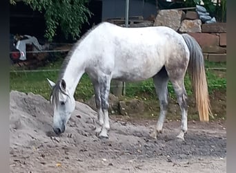Ungarisches Sportpferd, Stute, 8 Jahre, 148 cm, Schimmel