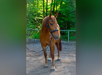 Ungarisches Sportpferd Mix, Stute, 8 Jahre, 152 cm, Fuchs