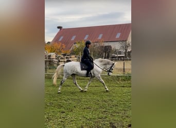 Ungarisches Sportpferd, Stute, 8 Jahre, 155 cm, Schimmel