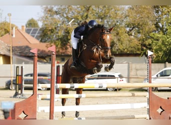 Ungarisches Sportpferd, Stute, 8 Jahre, 160 cm, Rotbrauner