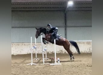 Ungarisches Sportpferd, Stute, 8 Jahre, 160 cm, Rotbrauner