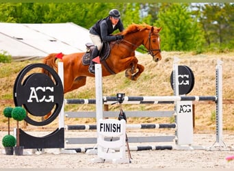 Ungarisches Sportpferd, Stute, 8 Jahre, 166 cm, Dunkelfuchs