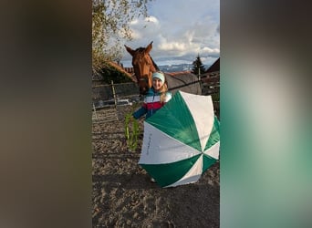 Ungarisches Sportpferd, Stute, 8 Jahre, 166 cm