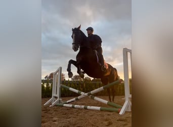 Ungarisches Sportpferd, Stute, 8 Jahre, 168 cm, Brauner