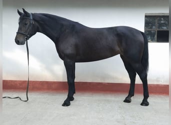 Ungarisches Sportpferd Mix, Stute, 8 Jahre, 169 cm, Dunkelbrauner